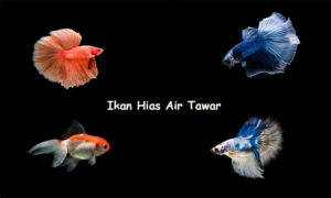 Keindahan dan Keunikan Ikan Hias Air Tawar