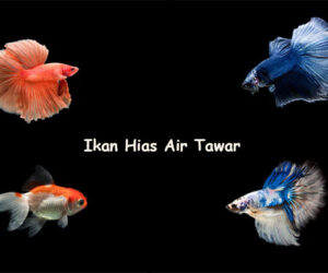 ikan hias air tawar