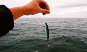 Teknik Memancing Ikan Besar di Laut yang Efektif